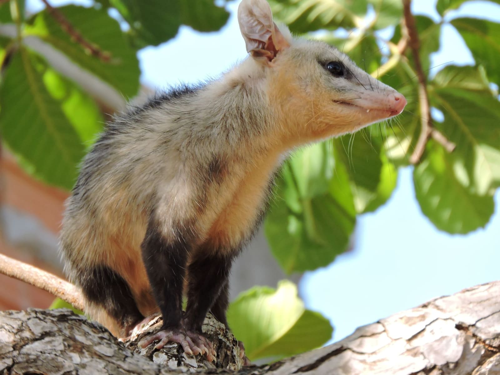 Opossum : l'animal décrypté, habitat, mode de vie et mythes