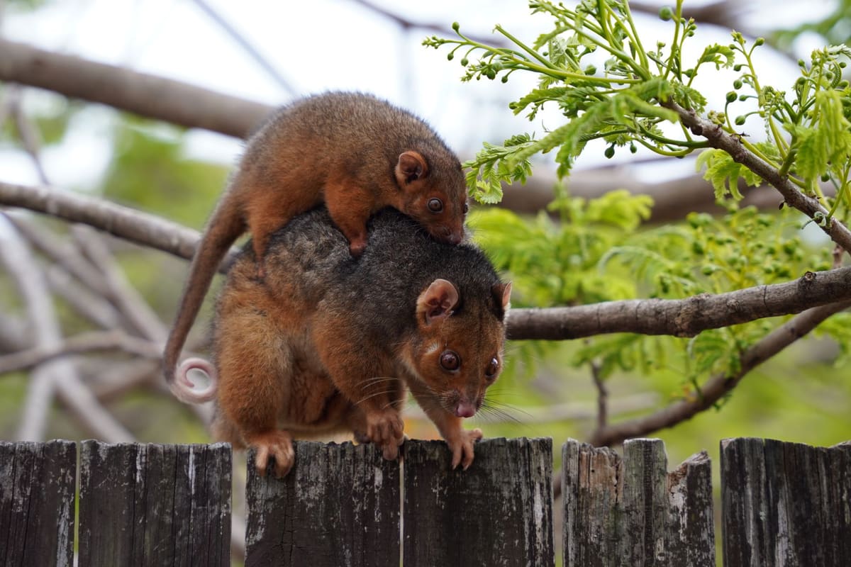 Femelle opossum transportant ses petits accrochés sur son dos en lisière de forêt
