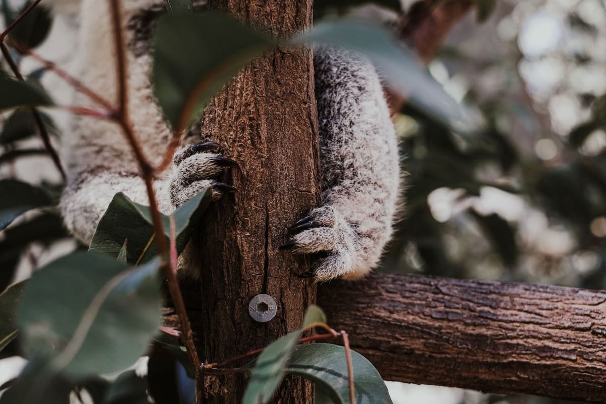 Possum à queue en brosse dans un eucalyptus, cousin éloigné de l'animal opossum