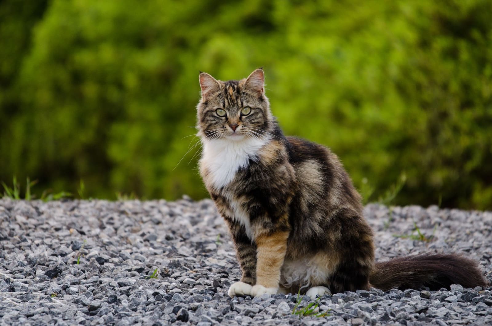 Chat sibérien : caractère, prix et entretien (guide 2025)