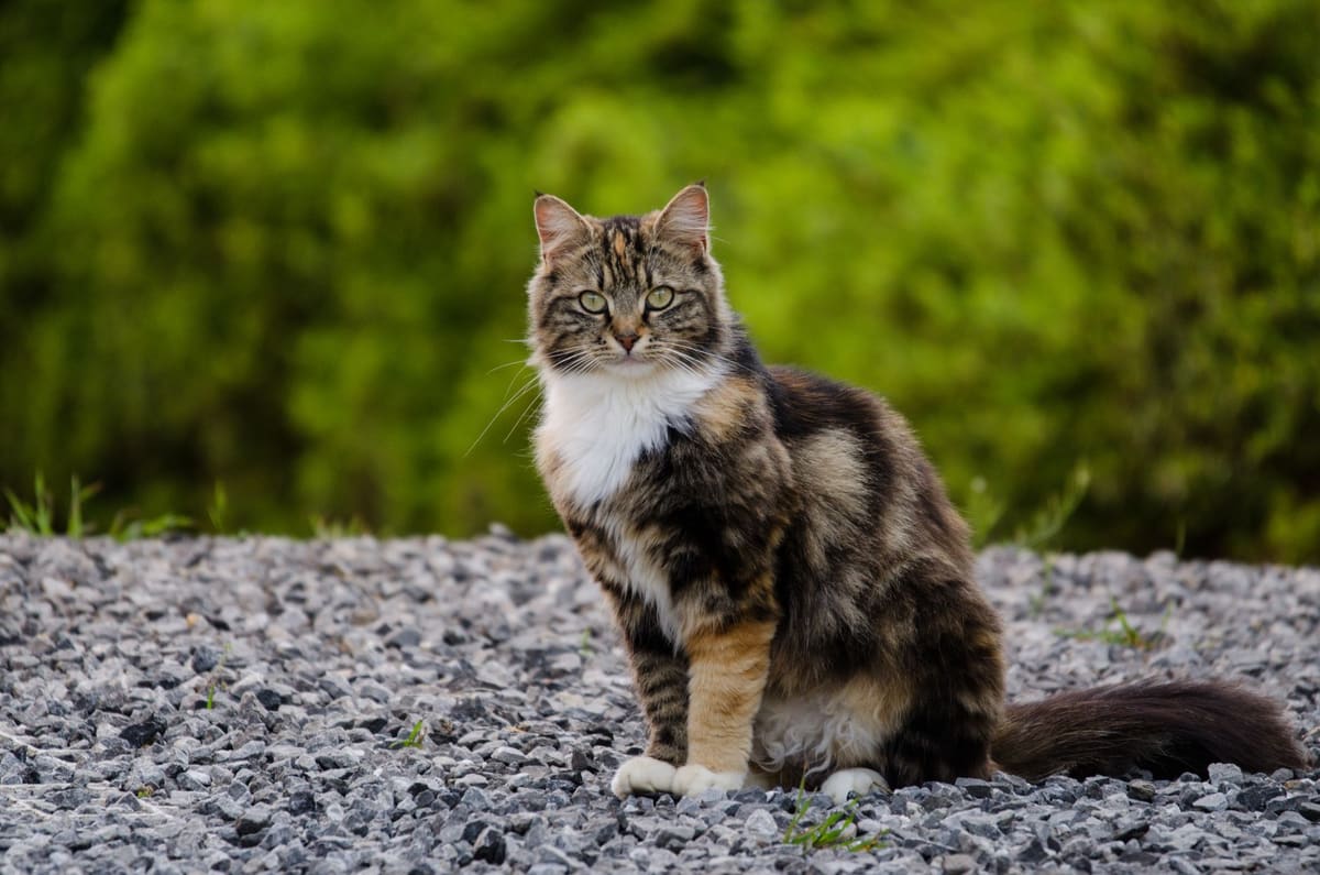 Chat sibérien adulte massif assis dans un jardin enneigé en hiver