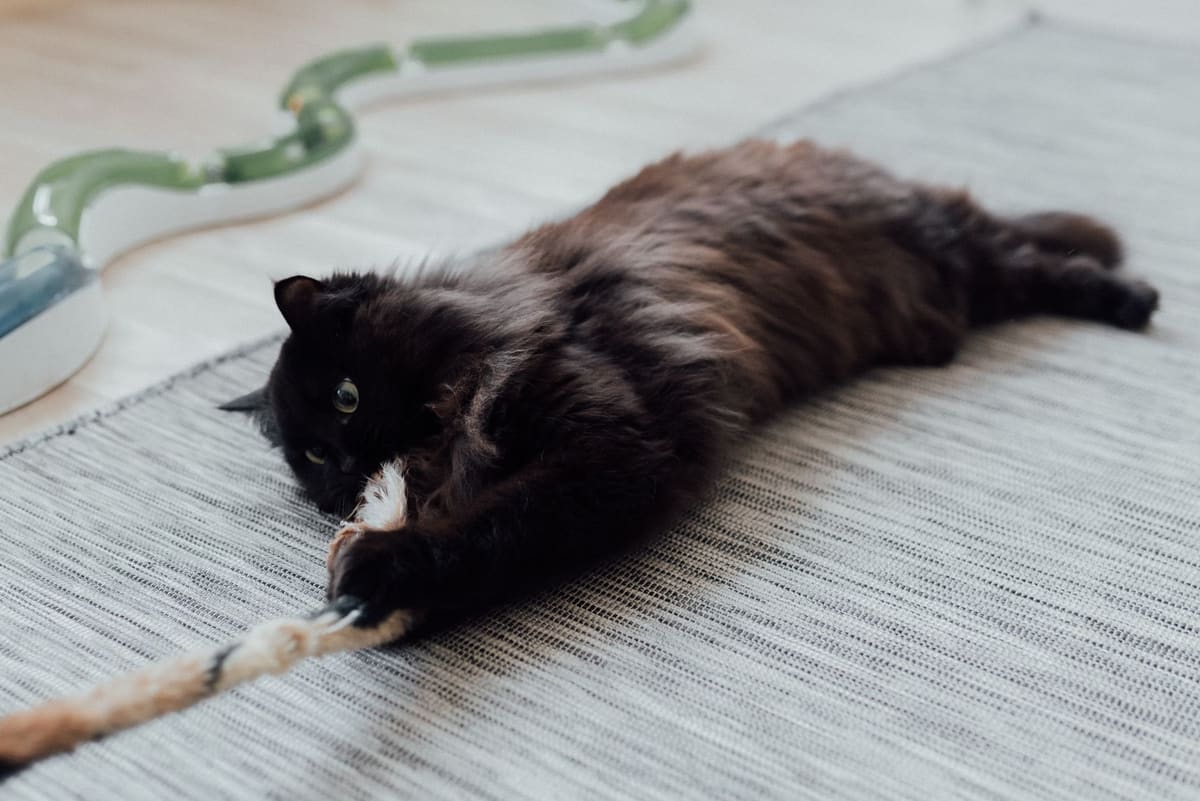 Brossage d'un chat de race à poils longs, un Norvégien, sur un canapé
