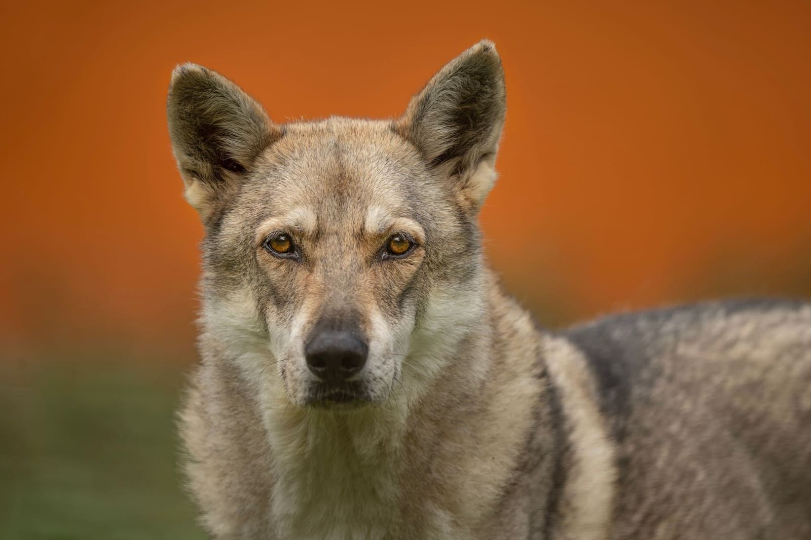 Chien loup : races, caractère et législation en France