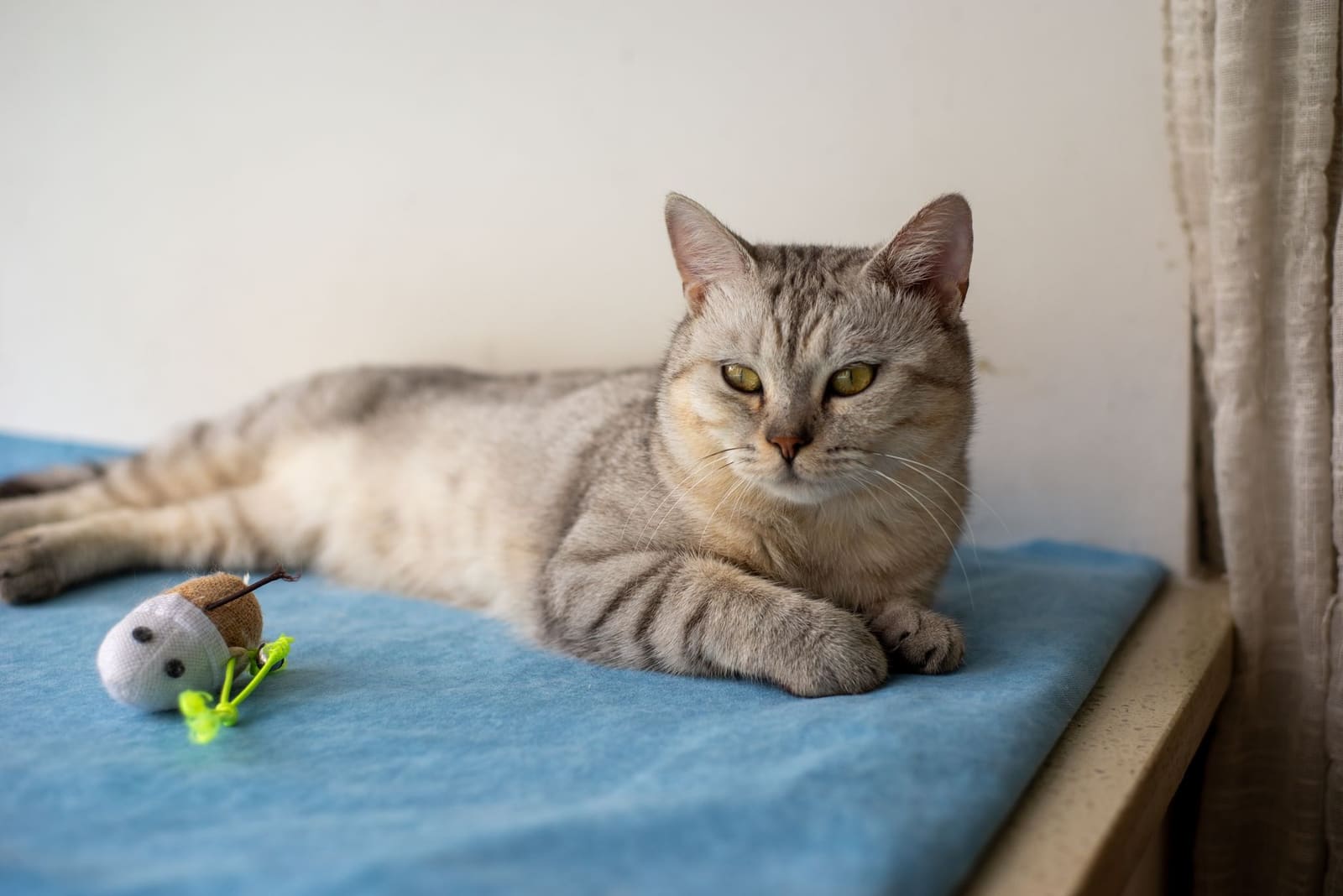 Animaux de compagnie, un chat roux et un chien beige allongés au soleil