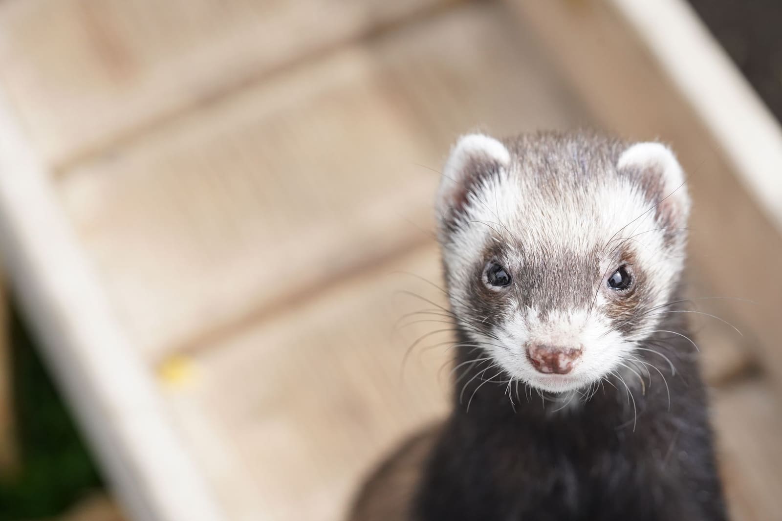 Belette domestique : soins, alimentation et légalité du furet