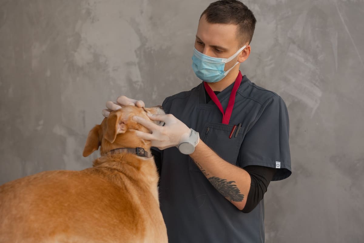 Vétérinaire scannant la puce d'identification d'une belette domestique en clinique