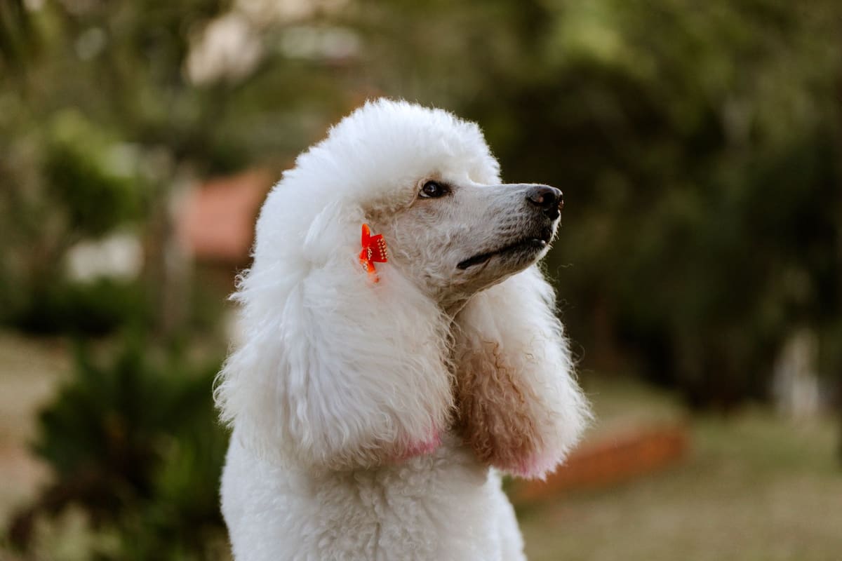 Propriétaire inspectant le pelage de son chien contre les tiques, geste clé de santé animale