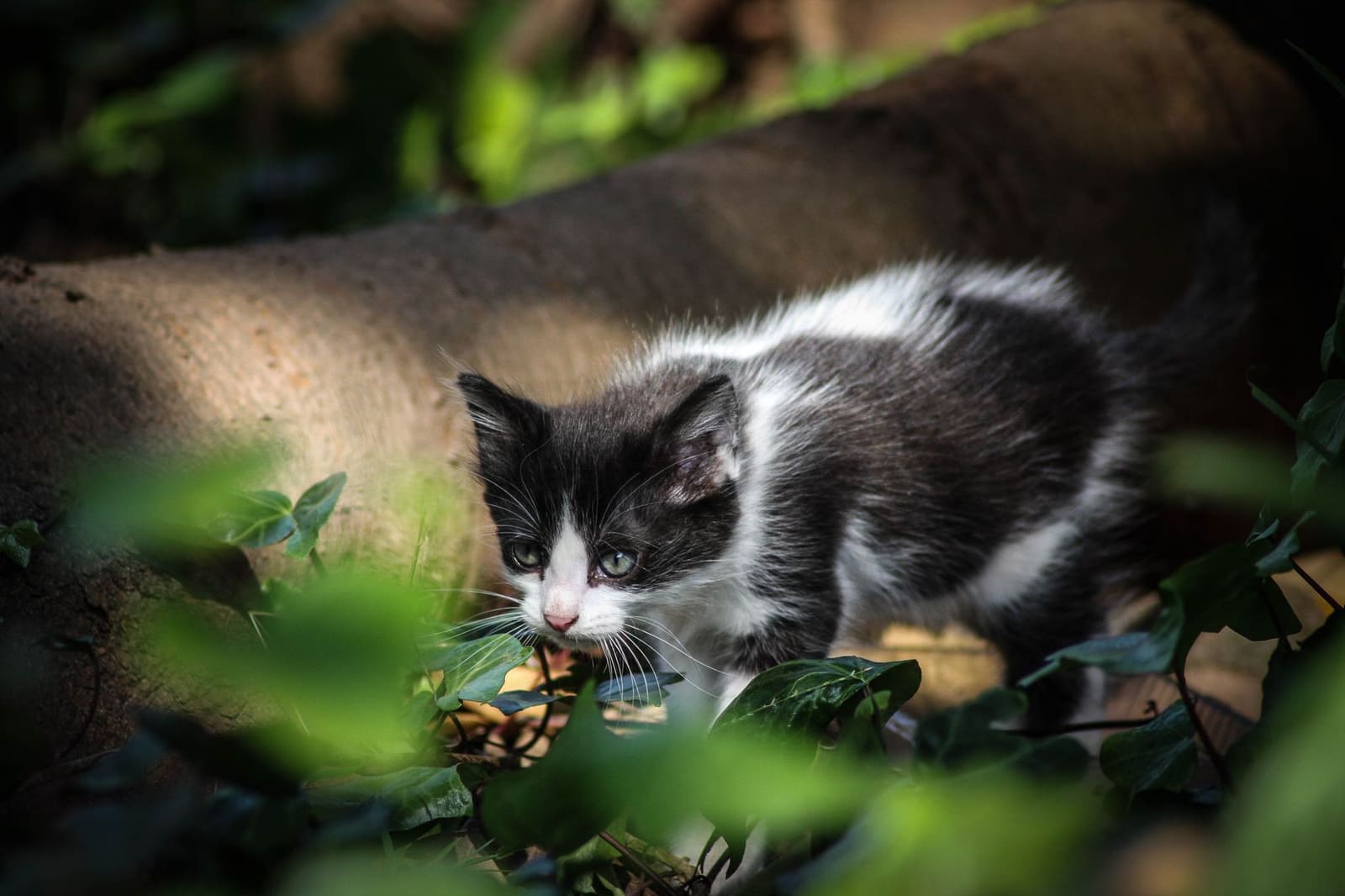 Fontaine à eau chat : comparatif 2025 des meilleurs modèles