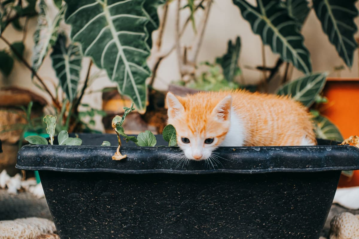 Chat roux lapant le filet d'eau d'une fontaine à eau chat près d'une fenêtre