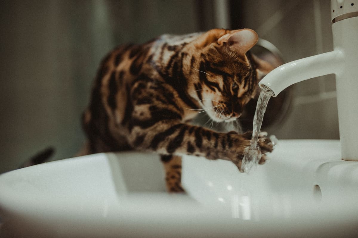 Fontaine à eau chat inox démontée avec pompe et filtre sur un plan de travail