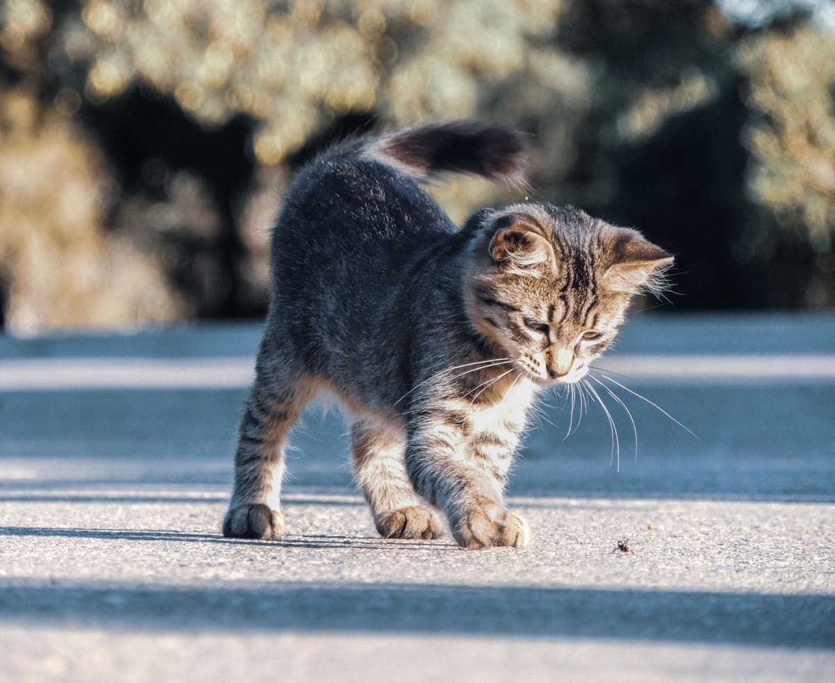 Vétérinaire lisant la puce d'un chaton avant souscription d'une assurance animaux