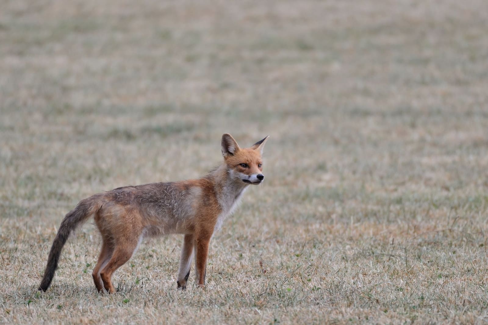 Animaux sauvages