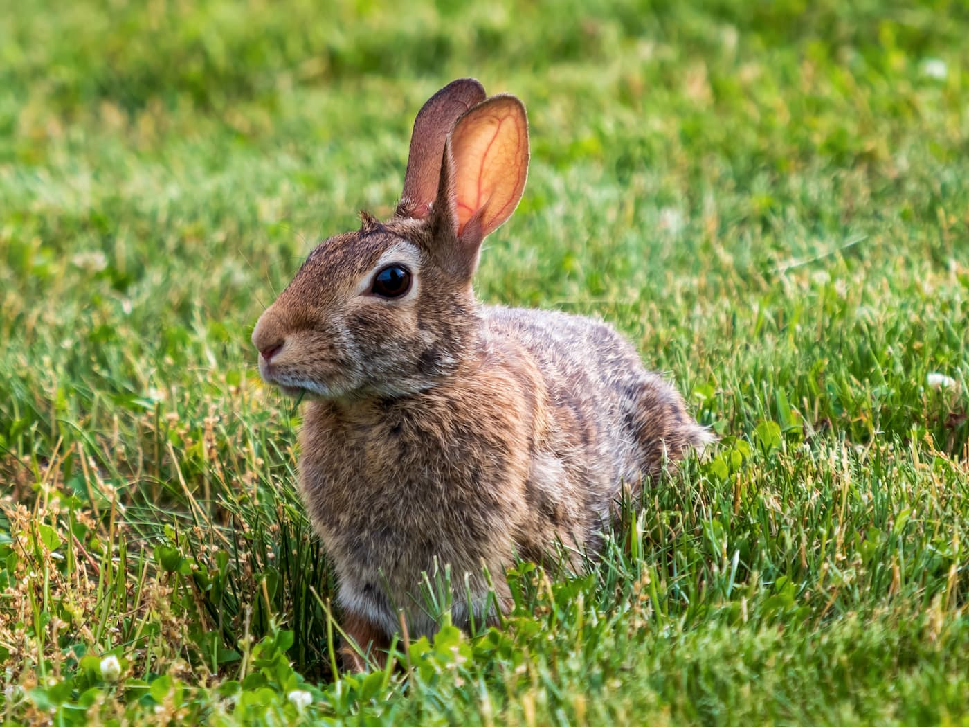 Lapin ou cochon d’Inde : guide comparatif pour le compagnon idéal