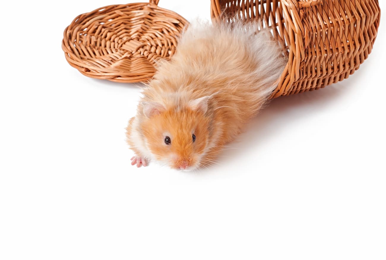 Qu’est-ce qu’un hamster ? Guide complet et astuces