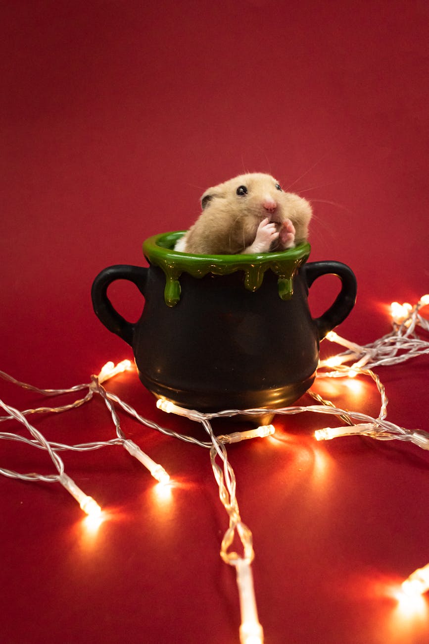 Libérez votre hamster ou lapin sans risque à la maison !