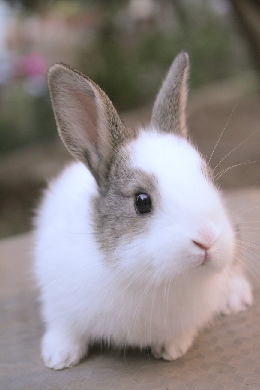 Légumes pour lapin nain : guide complet d’alimentation équilibrée