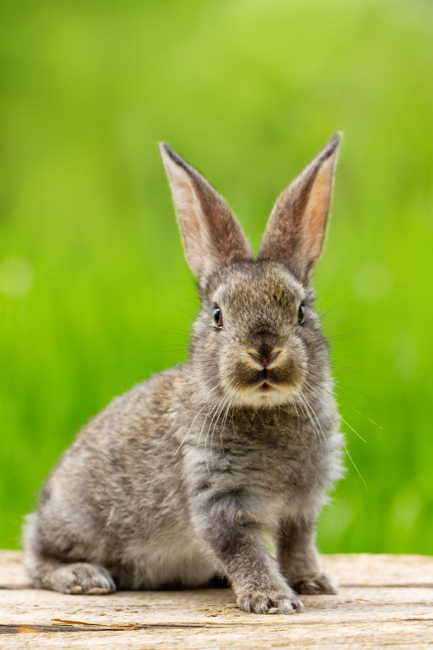 Hamster vs Lapin : Quelle est la durée de vie idéale ?