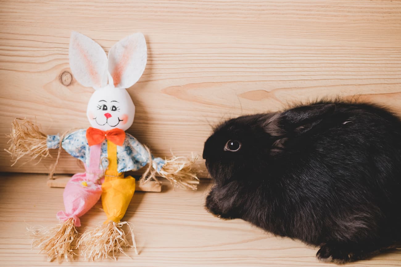 Jouet pour hamster : guide des meilleurs jeux et accessoires