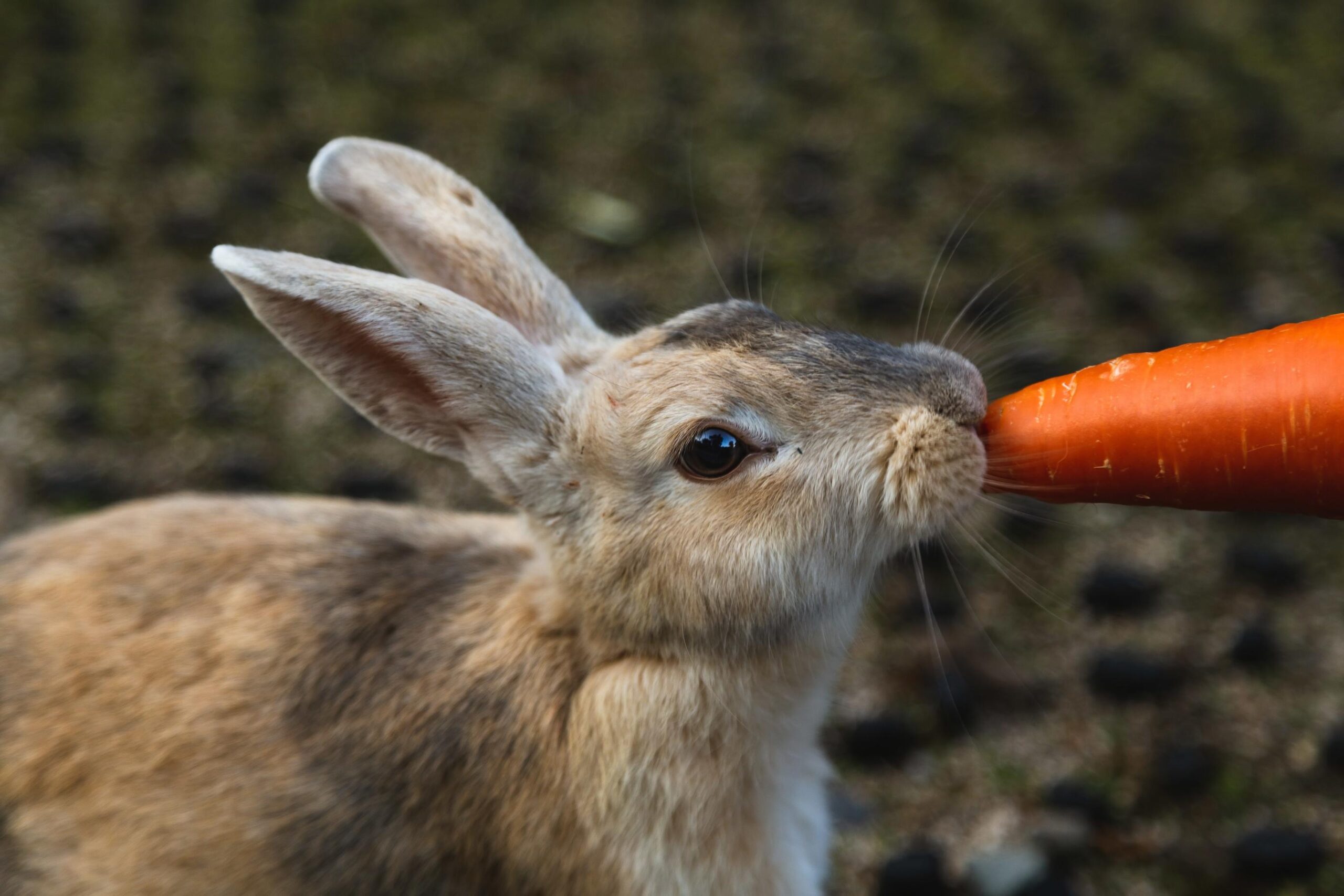 Comment nourrir son hamster : guide complet et menu