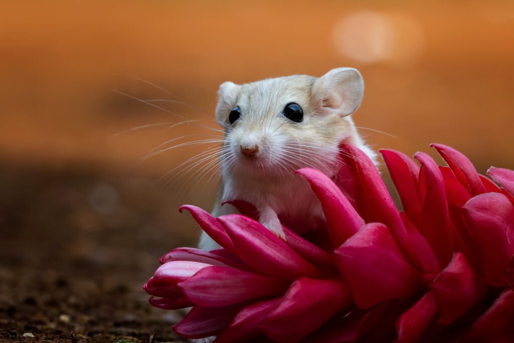cage hamster