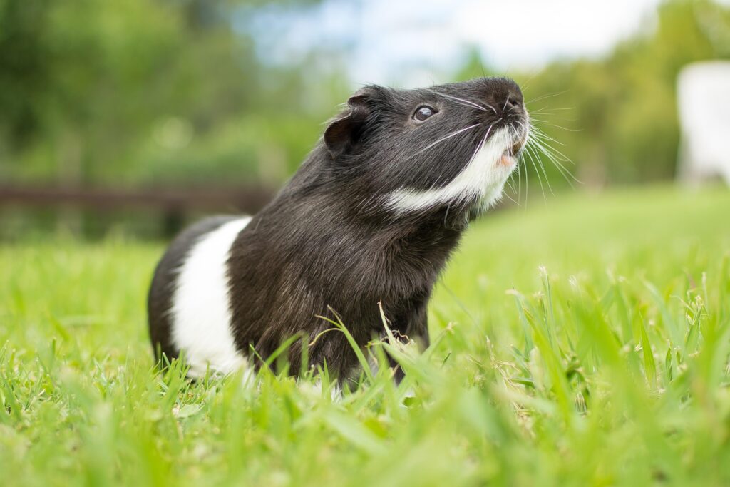 cage pour hamster