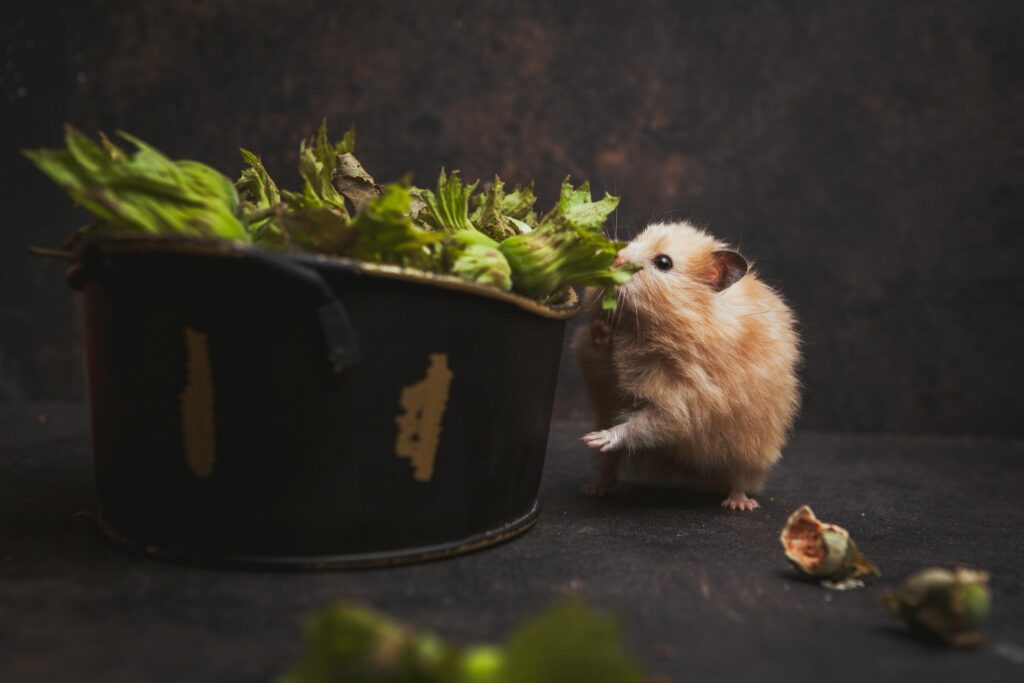 cage hamster