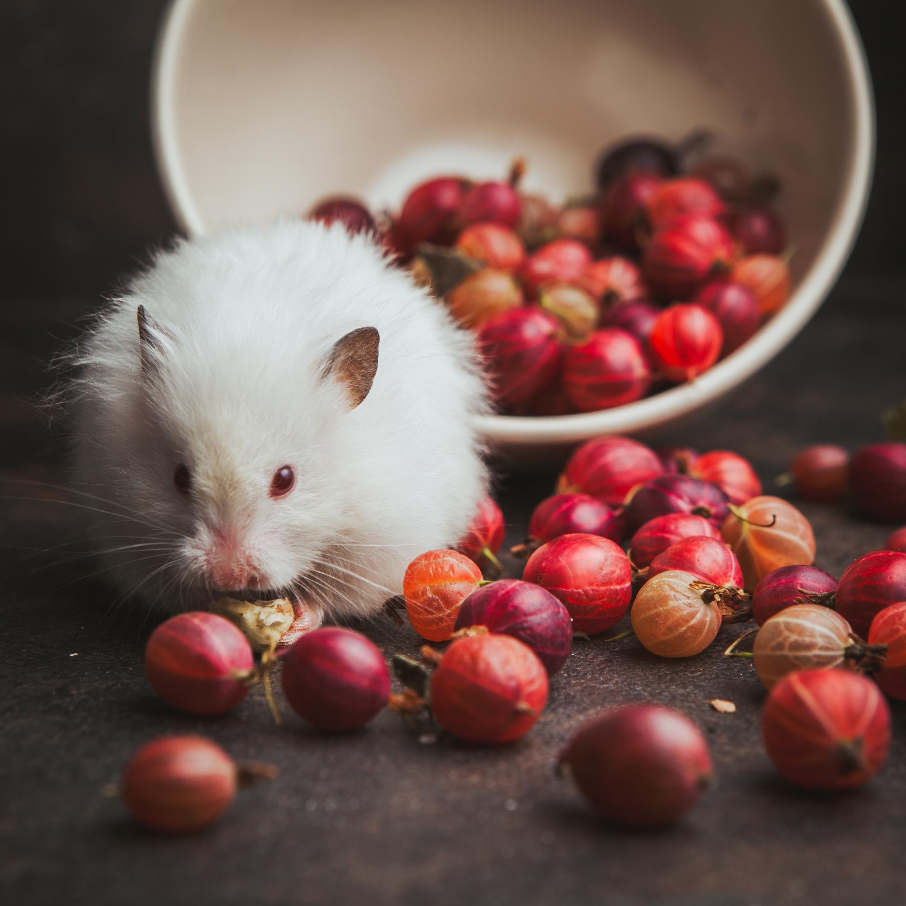 Hamster qui ronge sa cage : causes & solutions efficaces