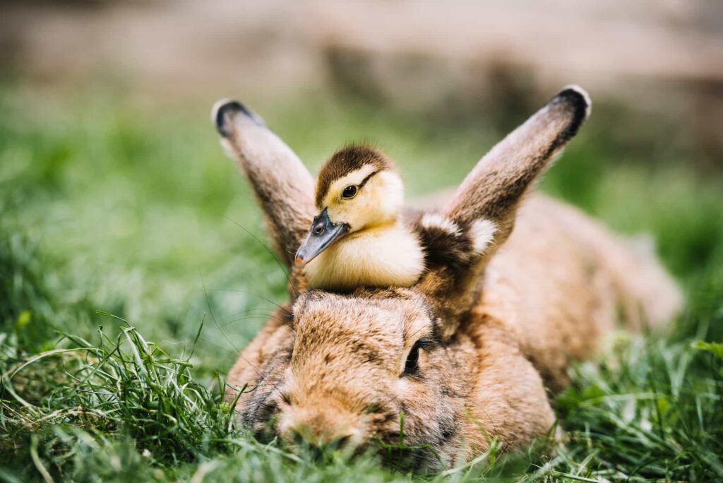 transport animaux de compagnie