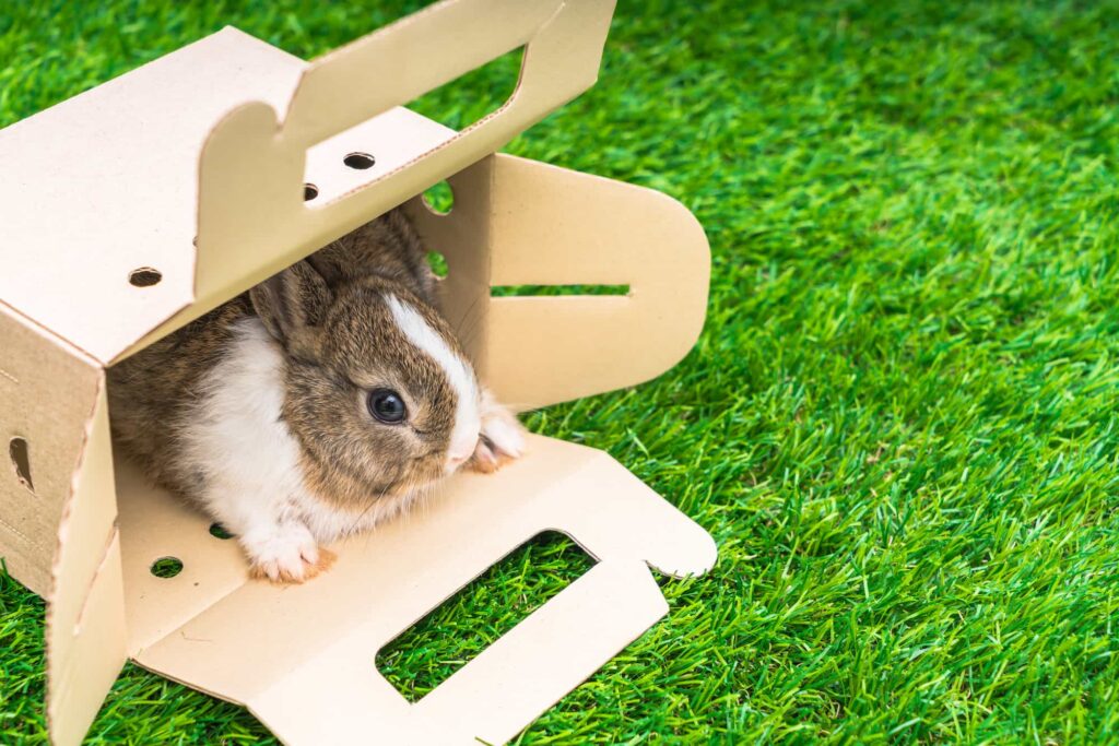 transport lapin en voyage