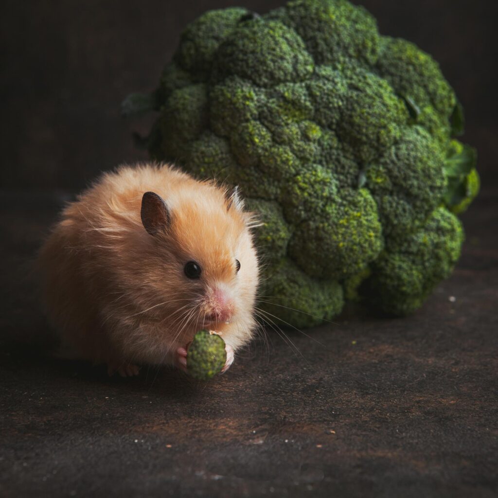 hamster en hiver que faire