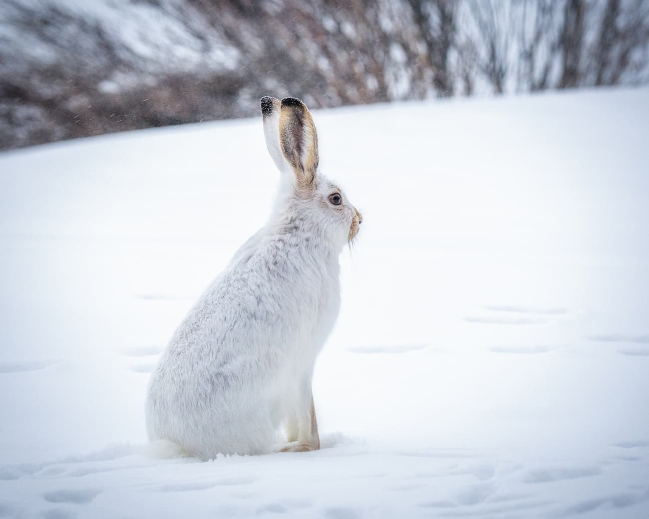 Lapin d’Intérieur en Hiver : nos Astuces pour un Nid Douillet
