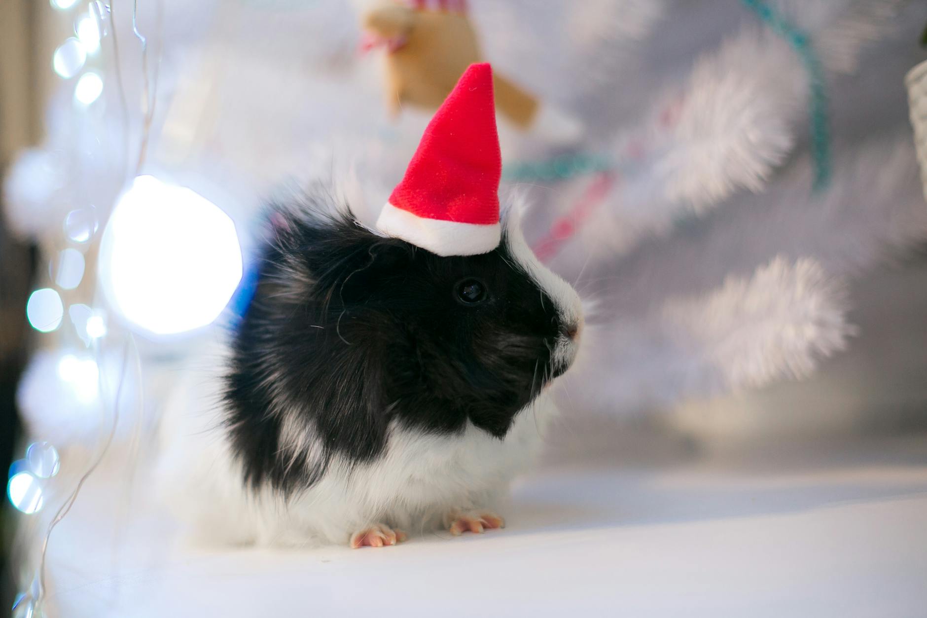 hamster et torpeur