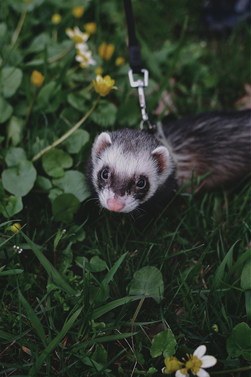 Gamelle anti-glouton furet — astuces & mode d'emploi