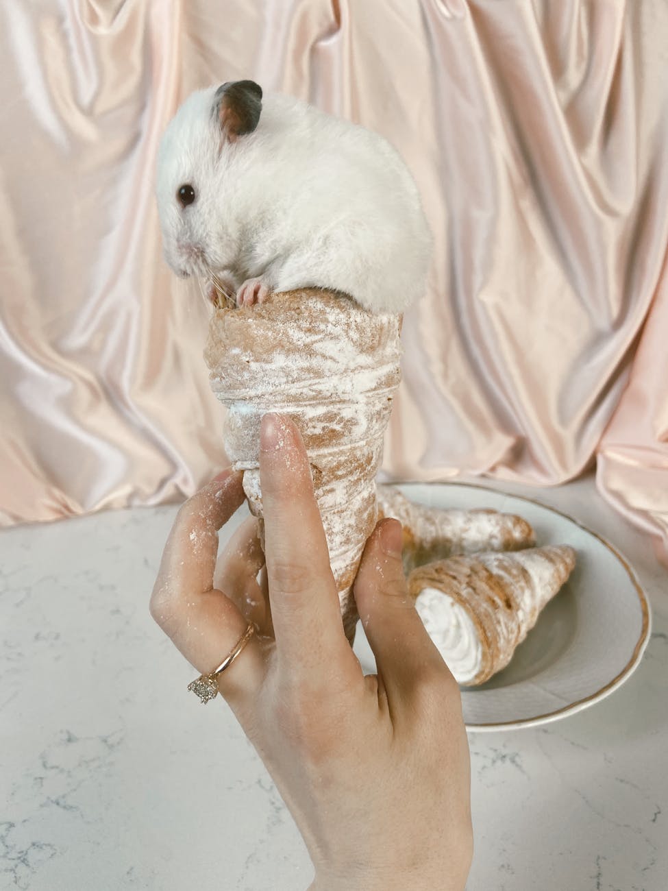 Biberon, gamelle ou abreuvoir hamster nain : lequel choisir ?