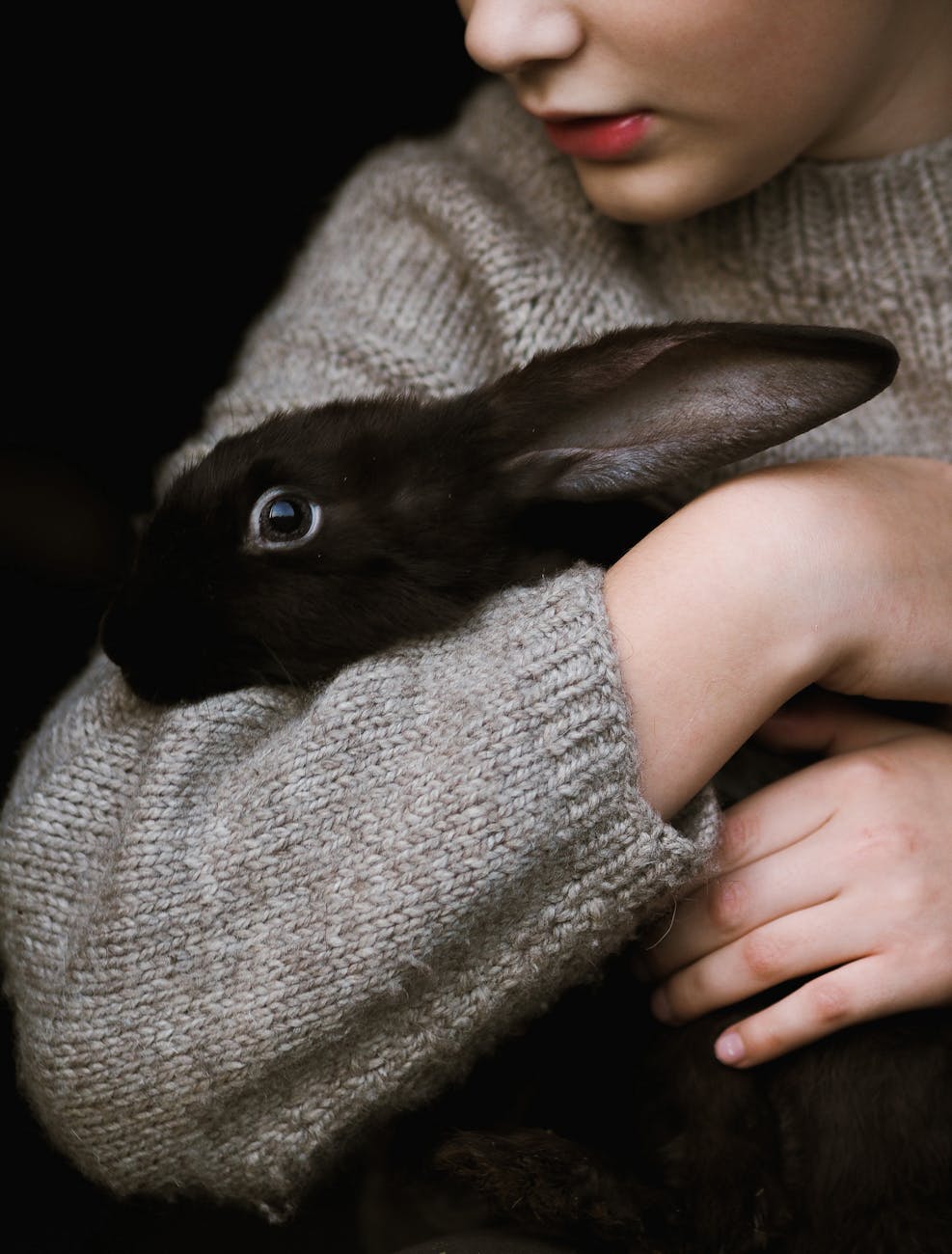 Lapin et problème de transit 