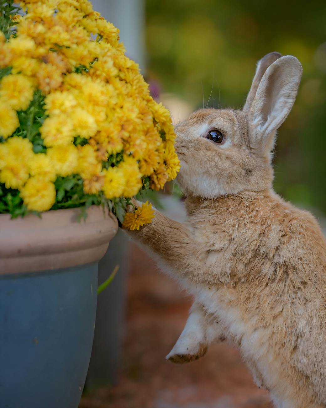 Stase digestive du lapin : 10 signes d’urgence vitale