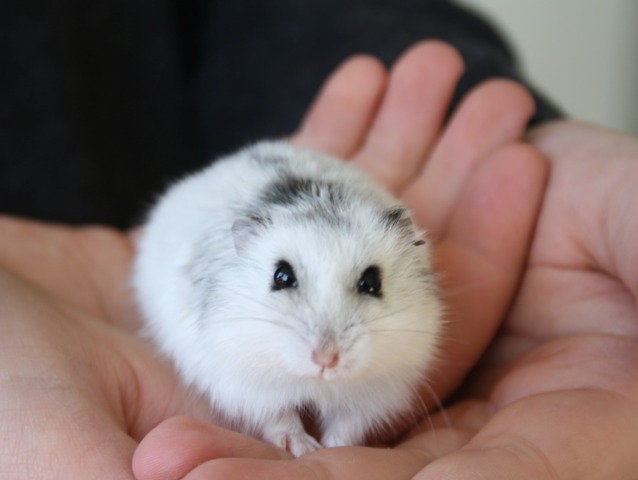 Hamster : comportement, mode de vie, alimentation