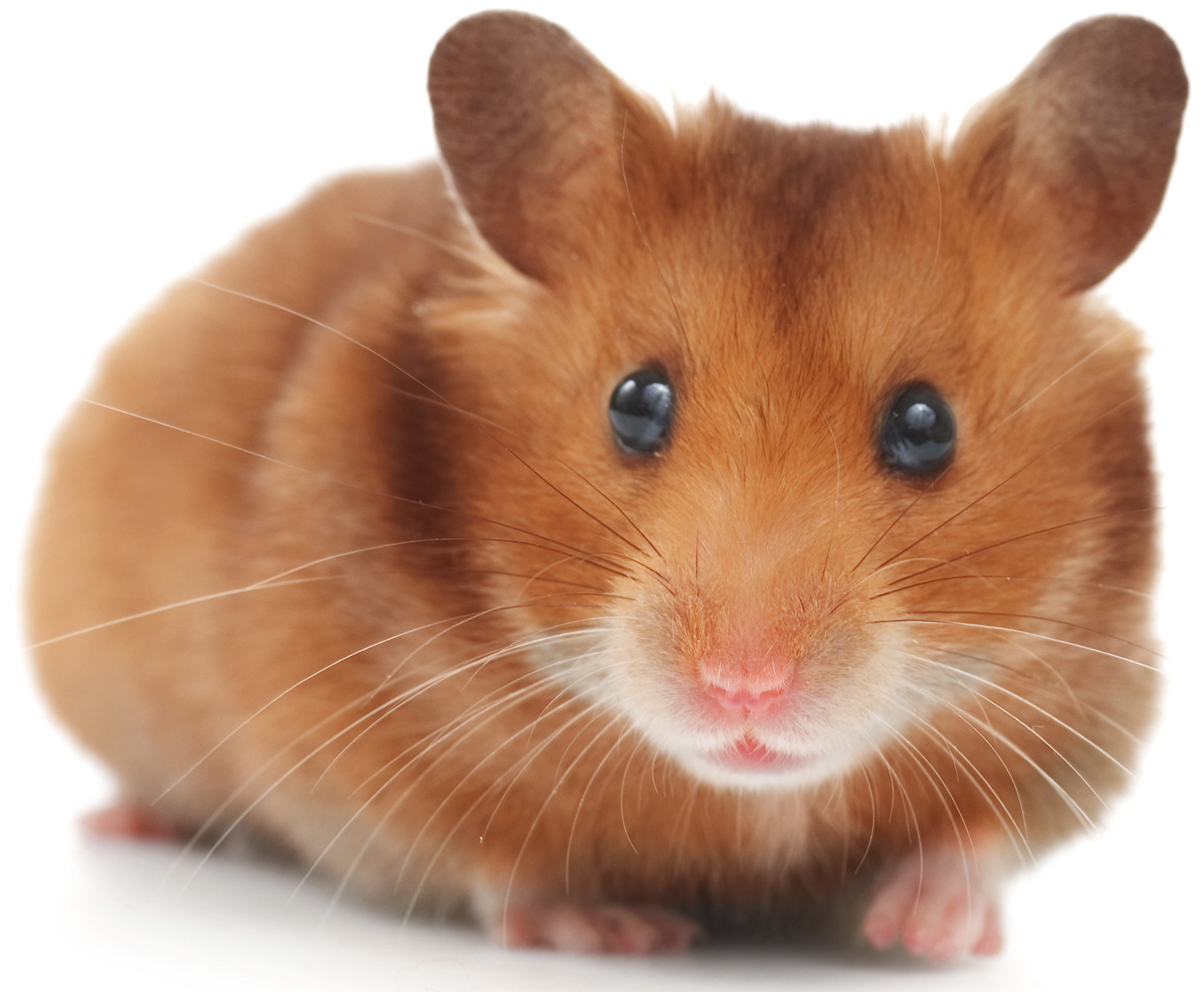 HAMSTER DORÉ/SYRIEN – NAC Magazine